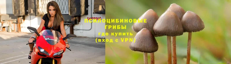 omg ссылка  наркота  Каменка  Галлюциногенные грибы Psilocybine cubensis 